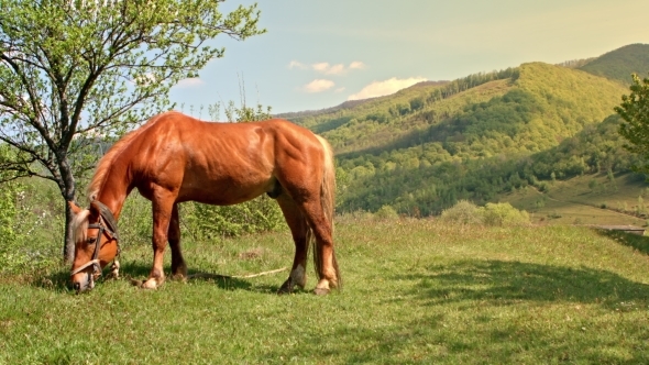 Horse Grazing On The Mountain Meadow In Carpathian