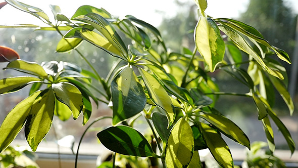Schefflera Arboricola House Plant