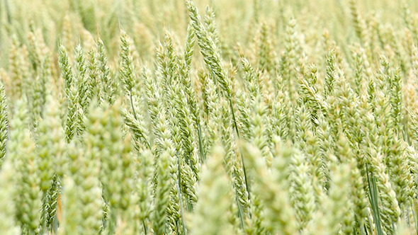 Green Wheat Field Background  alt