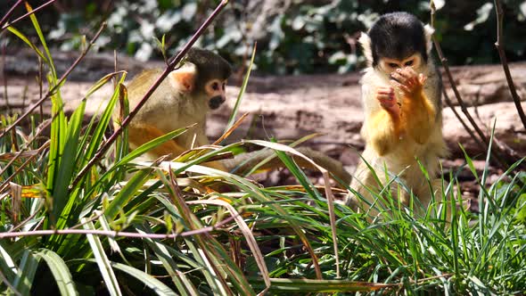 Close up of cute baby Samiri Monkeys grazing in wilderness and eating some food in sunlight