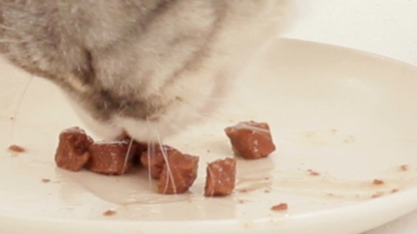 Cat Eats Meat Cat Food