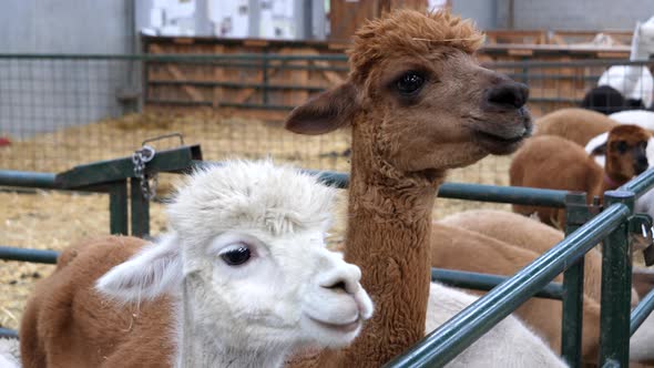 Close up of brown and white Alpacas in corral. Gimbal