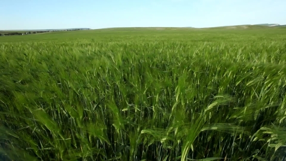 Vibrant Landscape With A Wheat Field