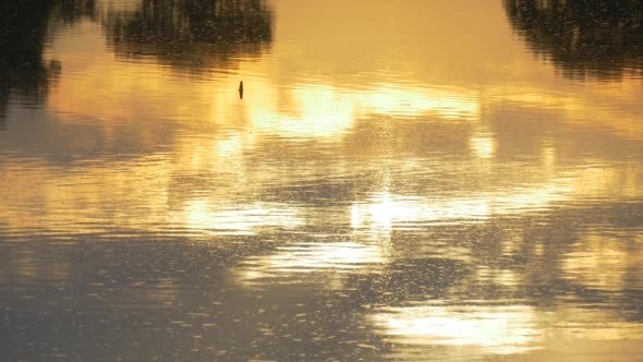 Floating Rippling Water with Yellow Sunset