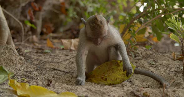 Little Monkey Playing with Leaf