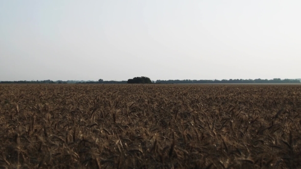 A Field With Wheat