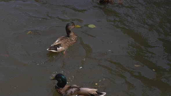 Mallards, Wild Ducks, Are Floating And Pushes,