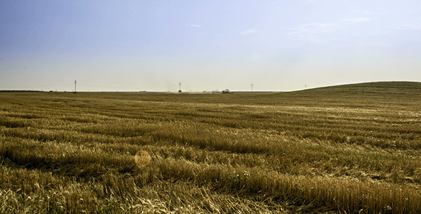 Working Harvesting Combine In The Field Of Wheat