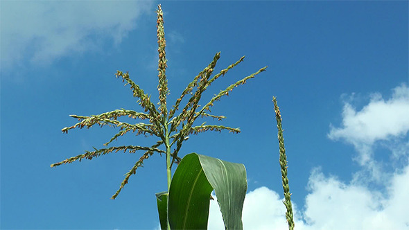 A Maize Flower