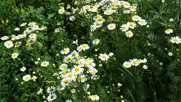 Meadow of Daisies