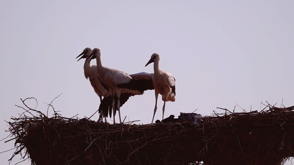 White Storks on the Nest