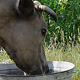 Cow Drinking Water - VideoHive Item for Sale