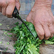 Old Woman Cutting Beet Leaves - VideoHive Item for Sale
