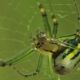Spider on Spider Web - VideoHive Item for Sale