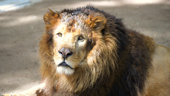 Portrait of Male Lion