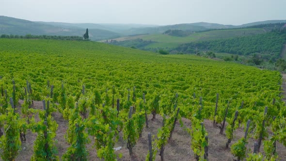 Green Panorama of the Fields on the Hills of Tuscany