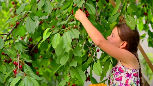 Cute Girl Picking Cherries In The Garden