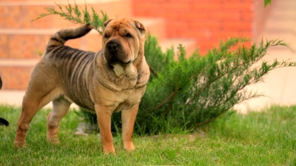 Graceful Shar Pei Wagging Tail At The Lawn