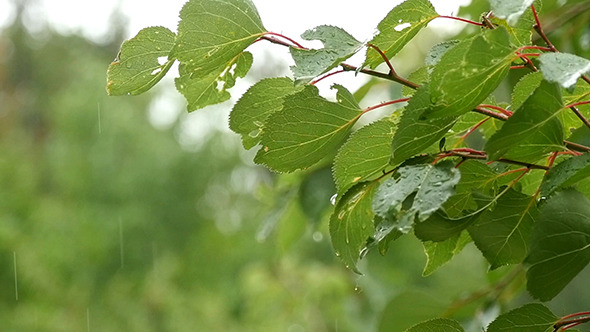 Water Drops On Fresh Green Leaves alt