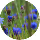 Cornflowers Field - VideoHive Item for Sale