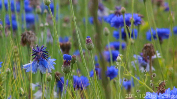 Cornflowers Field