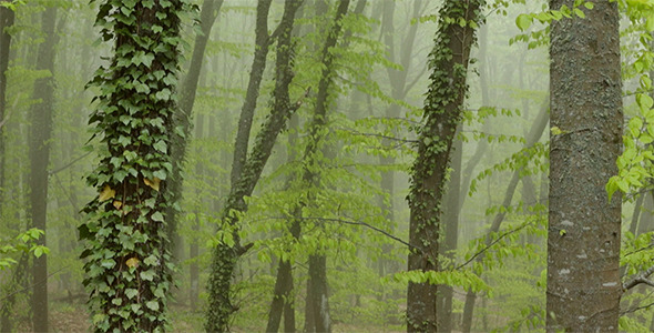 Strong Fog in the Beech Forest. alt
