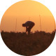Man Works at Sunset - VideoHive Item for Sale