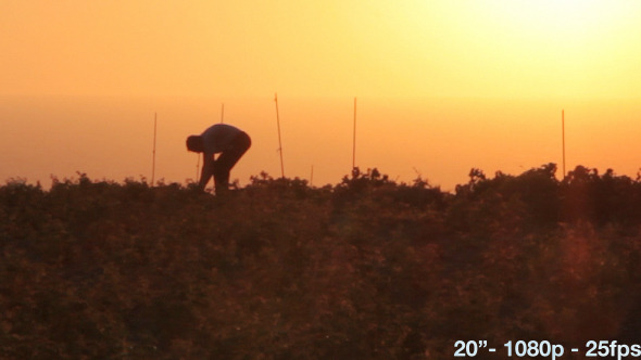 Man Works at Sunset