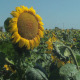 Field of Sunflowers - VideoHive Item for Sale