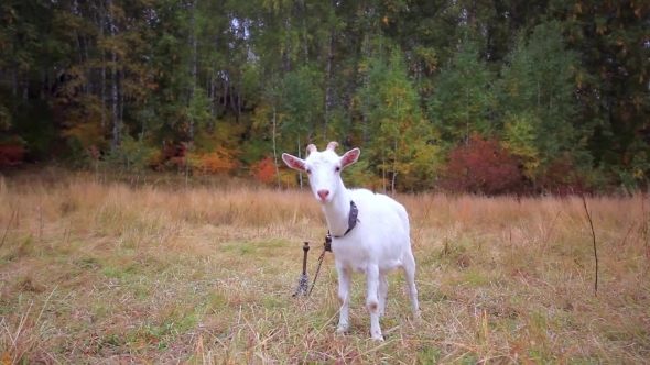 Goat Is Grazed On a Meadow In The Fall