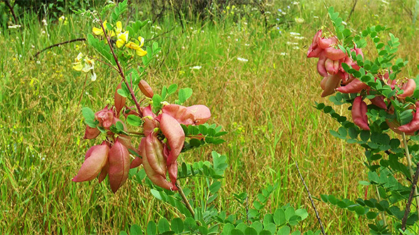 Colutea Arborescens