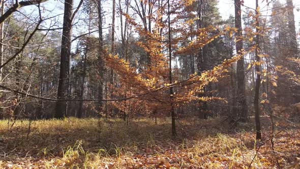 Trees in the Autumn Forest in the Afternoon