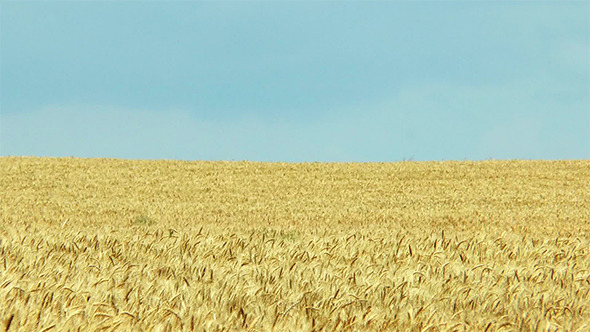 Yellow Wheat Field and Blue Sky