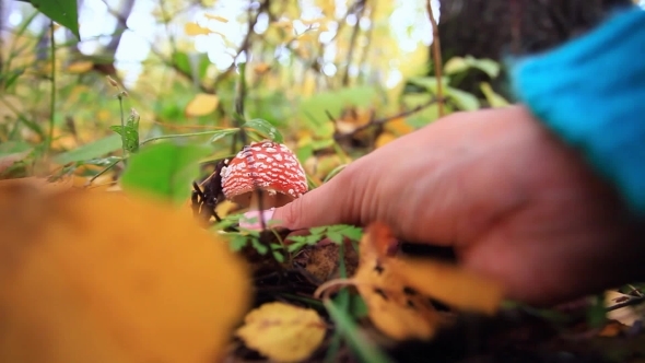 Hand Picks Amanita Mushroom In The Forest