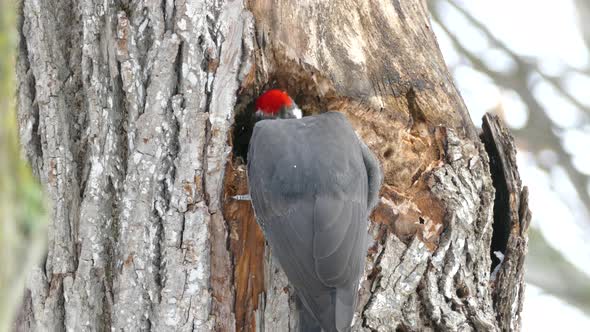 Back view of pileated woodpecker using powerful bill to dig big hole in tree