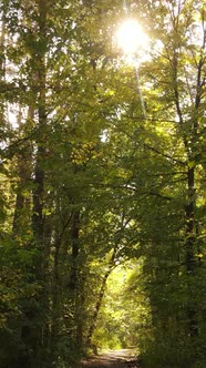 Vertical Video Autumn Forest with Trees By Day Slow Motion