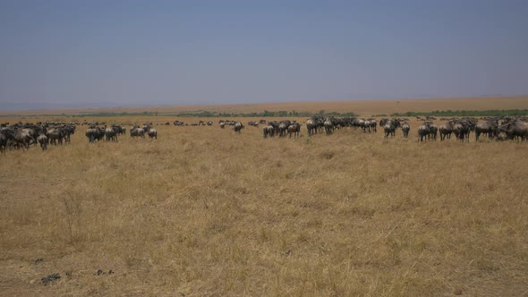 Gnus in Maasai Mara National Reserve