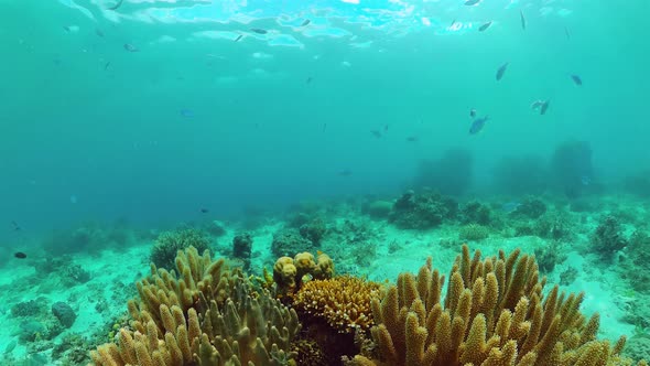 The Underwater World of a Coral Reef. Panglao, Philippines.