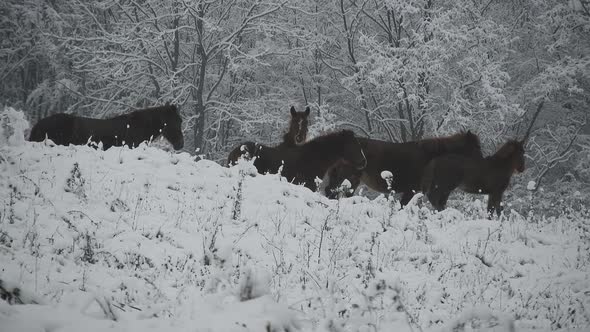 Herd of wild horses passing by on a hill on a cold winter day with snow over trees