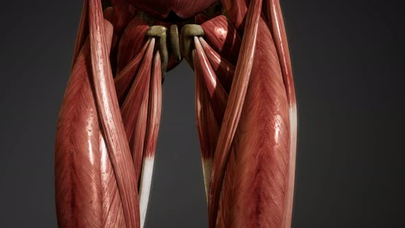 Muscular System of Human Body Animation