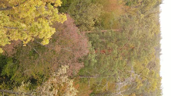 Vertical Video of Forest Landscape in Autumn Slow Motion