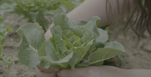 Green Vegetable Lettuce