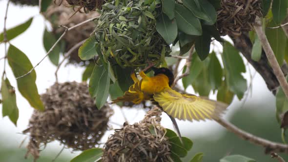 Close up from a male weaver bird