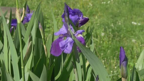 Violet Irises on Meadow, Swaying