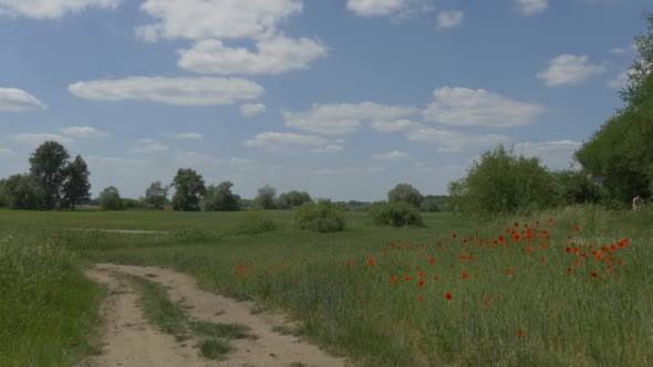 Dusty Road Through Green Field, Red Poppies,