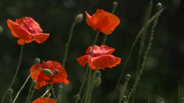 Red Poppies, Papaver, Flowers And Offshots