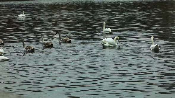 Swan Dive Near Of Vltava Riverside, Prague