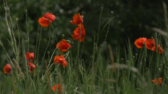Red Poppies, Papaver, Flowers Field