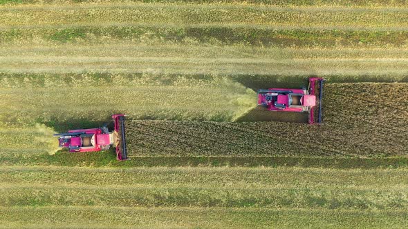 Combine Machines Harvesting Ripe Wheat In Agricultural Field Aerial Top View