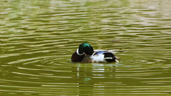 Duck In A Green Lake 3